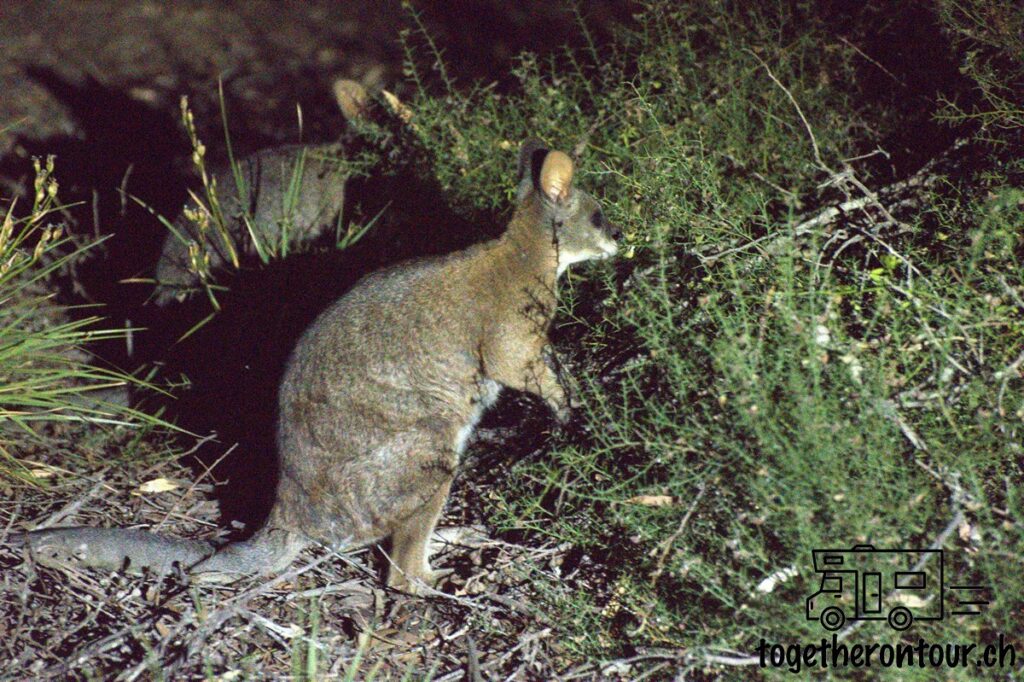 Kangaroo Island Sehenswürdigkeiten in Australien