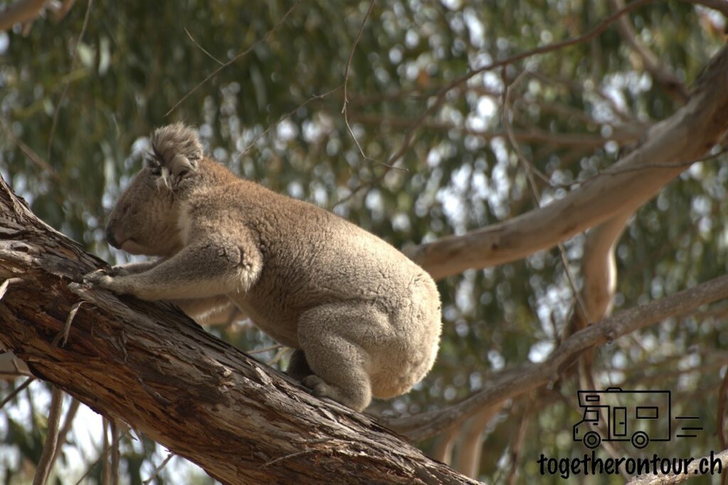 Kangaroo Island Sehenswürdigkeiten in Australien
